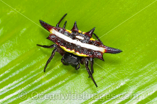 Spiny Spider Gasteracantha fornicata photo