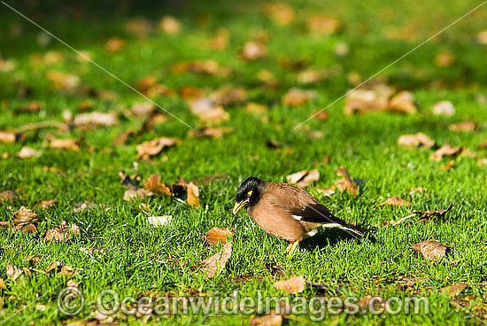 Common Myna (Acridotheres tristis). Found in urban and country areas of Eastern Australia. Introduced species. Photo - Gary Bell Common Myna (Acridotheres tristis). Found in urban and country areas of Eastern Australia. Introduced species. Photo - Gary Bell