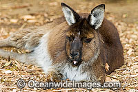 Kangaroo Island Kangaroo Macropus fuliginosus fuliginosus Photo - Gary Bell