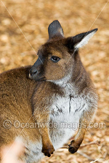 Kangaroo Macropus fuliginosus fuliginosus photo