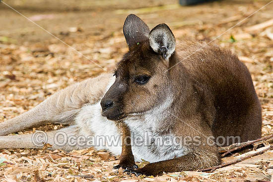 kangaroos in australia. Kangaroo Island Kangaroo