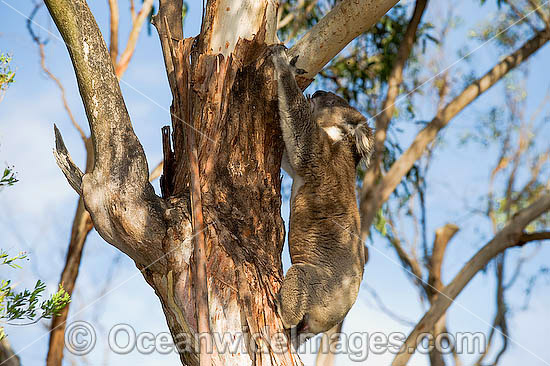 Koala (Phascolarctos cinereus) - climbing a eucalypt gum tree. Phillip Island, Victoria, Australia Photo - Gary Bell