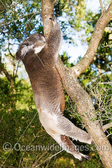 Koala Phascolarctos cinereus photo