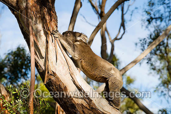 Koala Phascolarctos cinereus photo