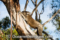 Koala Phascolarctos cinereus Photo - Gary Bell