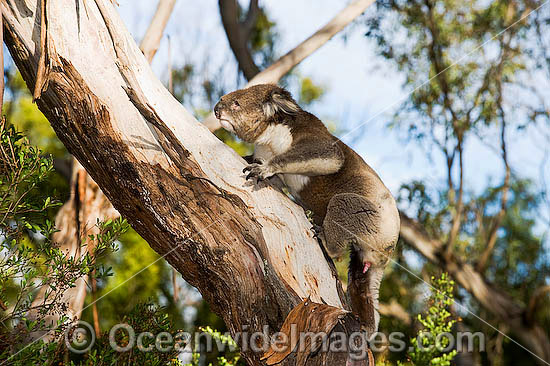 Koala Phascolarctos cinereus photo