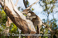 Koala Phascolarctos cinereus Photo - Gary Bell