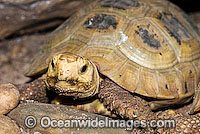 Elongate Tortoise Indotestudo elongata Photo - Gary Bell