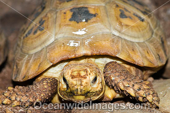 Elongate Tortoise (Indotestudo elongata). Found in parts of northeast India, Bangladesh, Burma, Cambodia, Laos, Vietnam, Thailand and Malaysia. Under extreme pressure due to being sold on asian food market. Clasified as Endangered on the IUCN Red List Photo - Gary Bell Elongate Tortoise (Indotestudo elongata). Found in parts of northeast India, Bangladesh, Burma, Cambodia, Laos, Vietnam, Thailand and Malaysia. Under extreme pressure due to being sold on asian food market. Clasified as Endangered on the IUCN Red List Photo - Gary Bell