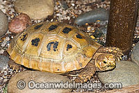 Elongate Tortoise Indotestudo elongata Photo - Gary Bell
