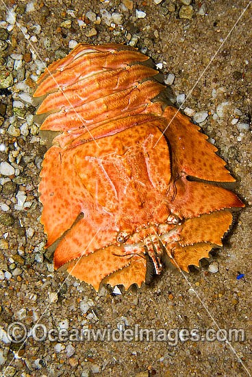 Slipper Lobster (Ibacus alticrenatus). Found in coastal bays of southern Australia and New Zealand. Also known as Shovel-nosed Lobster. Photo - Gary Bell