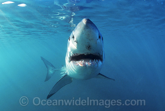 Great White Shark (Carcharodon carcharias) underwater. Also known as White Pointer and White Death. Gansbaai, South Africa. Listed as Vulnerable Species on the IUCN Red List. Photo - Gary Bell Great White Shark (Carcharodon carcharias) underwater. Also known as White Pointer and White Death. Gansbaai, South Africa. Listed as Vulnerable Species on the IUCN Red List. Photo - Gary Bell