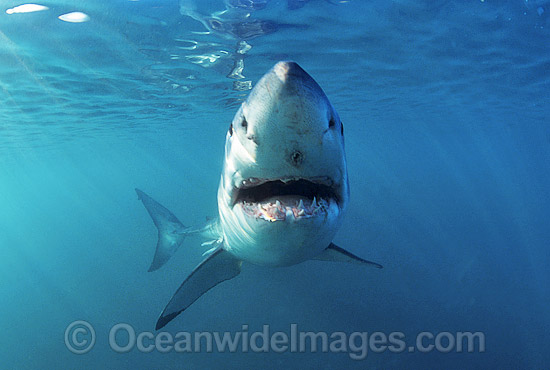 Great White Shark photo