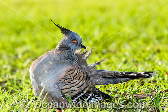 Crested Pigeon Ocyphaps lophotes photo