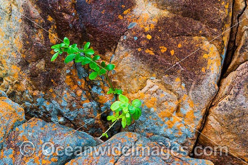 A tropical coastal plant struggles for survival growing in a crack of a large beach boulder covered in Lichen. Blue Pearl Two Beach, Hayman Island, Whitsunday Islands, Queensland Australia Photo - Gary Bell
