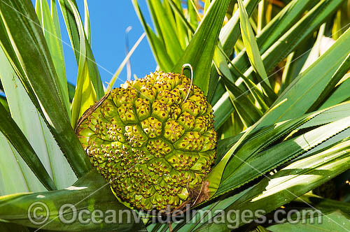 Seed pod of Pandanas Scew Palm (Pandanas sp.) Found on tropical and sub-tropical island and coastal areas of tropical and sub-tropical Australia Photo - Gary Bell Seed pod of Pandanas Scew Palm (Pandanas sp.) Found on tropical and sub-tropical island and coastal areas of tropical and sub-tropical Australia Photo - Gary Bell