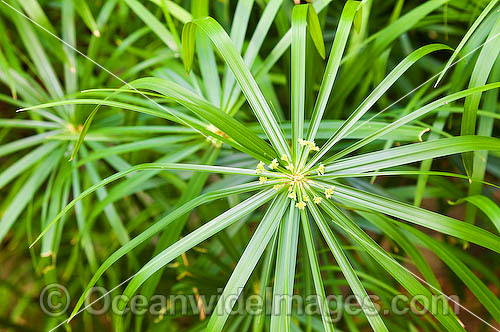 Tropical Garden Plant photo