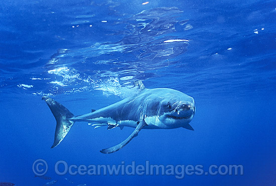 Great White Shark Carcharodon carcharias photo