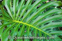 Tropical Garden Plant Photo - Gary Bell