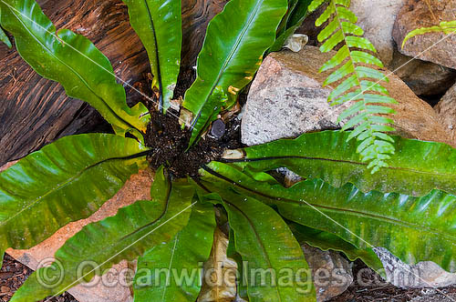 Tropical Garden Plant. Used in gardens throughout tropical Australia Photo - Gary Bell