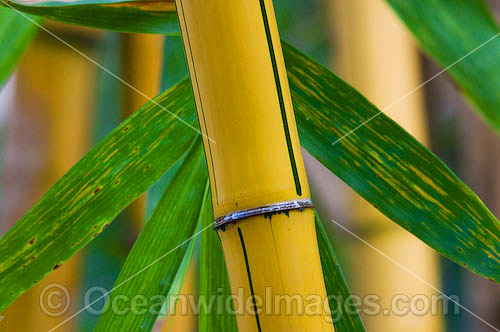 Tropical Garden Bamboo photo