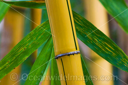 Tropical Garden Bamboo. Used in gardens throughout tropical Australia Photo - Gary Bell Tropical Garden Bamboo. Used in gardens throughout tropical Australia Photo - Gary Bell