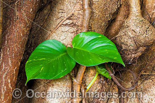 Tropical Garden Plant photo