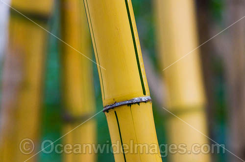 Tropical Garden Bamboo photo