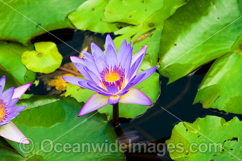 Blue water lily (නිල් මානෙල්) – be a tree