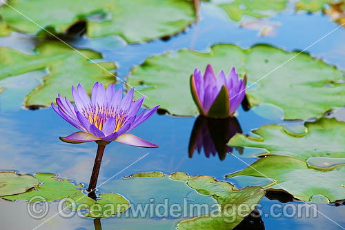 Water lily, or Waterlily (Nymphaea sp.) A common water plant that can be seen in ponds and water ways throughtout tropical Australia. Despite their name, water-lilies are not related to the true lilies (Family Liliaceae). Photo - Gary Bell Water lily, or Waterlily (Nymphaea sp.) A common water plant that can be seen in ponds and water ways throughtout tropical Australia. Despite their name, water-lilies are not related to the true lilies (Family Liliaceae). Photo - Gary Bell