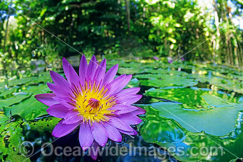 aquatic plants with their names