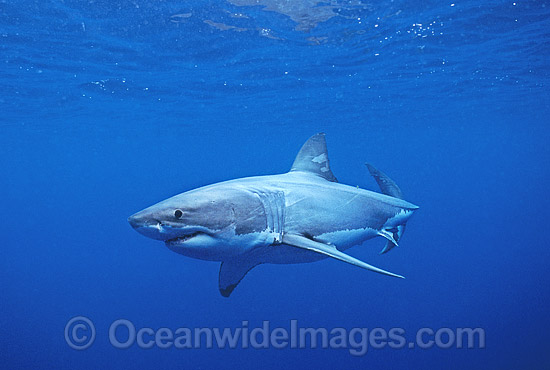 Great White Shark (Carcharodon carcharias) underwater. Also known as White Pointer and White Death. Neptune Islands, South Australia. Listed as Vulnerable Species on the IUCN Red List. Photo - Gary Bell Great White Shark (Carcharodon carcharias) underwater. Also known as White Pointer and White Death. Neptune Islands, South Australia. Listed as Vulnerable Species on the IUCN Red List. Photo - Gary Bell