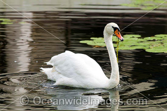 Mute Swan Cygnus olor photo