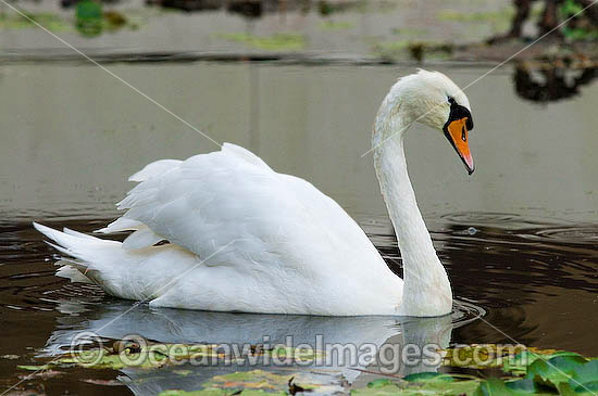 Mute Swan (Cygnus olor). Found around rivers and ornamental ponds and lakes throughout Australia. Introduced to Australia Photo - Gary Bell Mute Swan (Cygnus olor). Found around rivers and ornamental ponds and lakes throughout Australia. Introduced to Australia Photo - Gary Bell