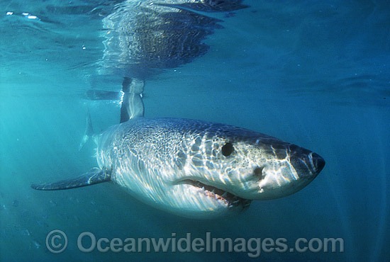 Great White Shark (Carcharodon carcharias) underwater. Also known as White Pointer and White Death. Gansbaai, South Africa. Listed as Vulnerable Species on the IUCN Red List. Photo - Gary Bell Great White Shark (Carcharodon carcharias) underwater. Also known as White Pointer and White Death. Gansbaai, South Africa. Listed as Vulnerable Species on the IUCN Red List. Photo - Gary Bell