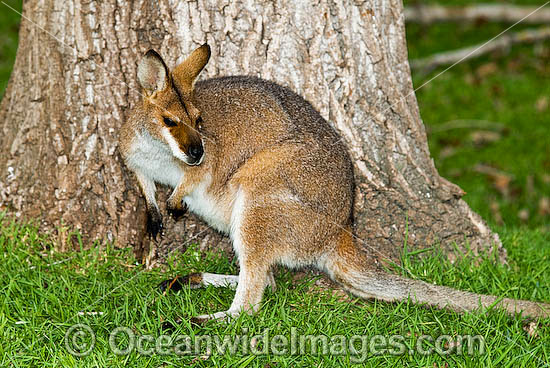 Red-necked Wallaby photo