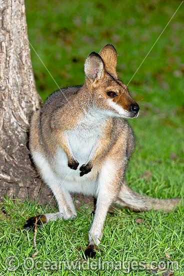 Red-necked Wallaby Macropus rufogriseus photo