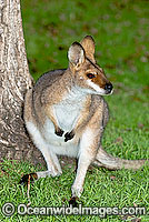 Red-necked Wallaby Macropus rufogriseus Photo - Gary Bell