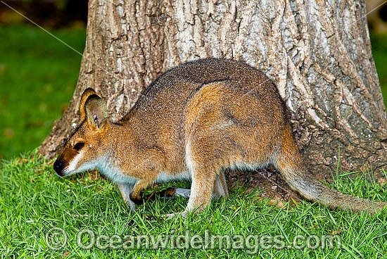Red-necked Wallaby (Macropus rufogriseus rufogriseus). A sub-species of the mainland Red-necked Wallaby. Also known as Bennett's Wallaby. Found in eucalypt forest and coastal heathland areas of Tasmania, Australia. Photo - Gary Bell
