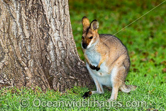 Red-necked Wallaby (Macropus rufogriseus rufogriseus). A sub-species of the mainland Red-necked Wallaby. Also known as Bennett's Wallaby. Found in eucalypt forest and coastal heathland areas of Tasmania, Australia. Photo - Gary Bell Red-necked Wallaby (Macropus rufogriseus rufogriseus). A sub-species of the mainland Red-necked Wallaby. Also known as Bennett's Wallaby. Found in eucalypt forest and coastal heathland areas of Tasmania, Australia. Photo - Gary Bell