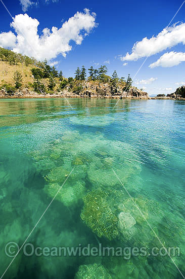Coral reef Whitsundays photo
