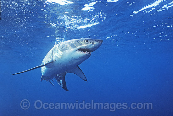 Great White Shark (Carcharodon carcharias) underwater. Also known as White Pointer and White Death. Neptune Islands, South Australia. Listed as Vulnerable Species on the IUCN Red List. Photo - Gary Bell