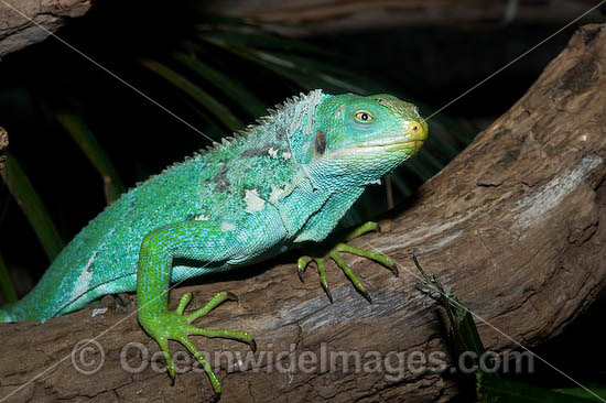 Fijian Crested Iguana (Brachylophus vitiensis). Fijian Islands. Critically endangered. Photo - Gary Bell Fijian Crested Iguana (Brachylophus vitiensis). Fijian Islands. Critically endangered. Photo - Gary Bell