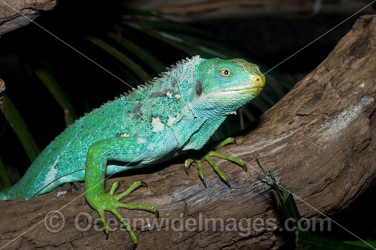 Fijian Crested Iguana photo