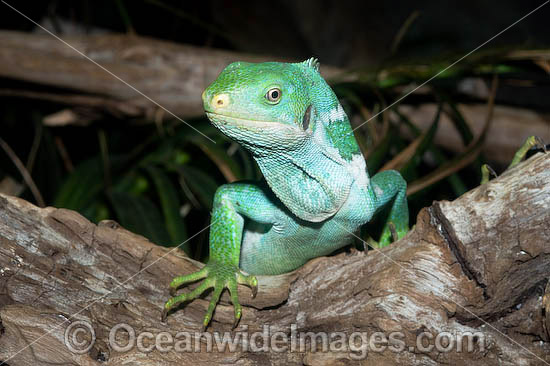 Fijian Crested Iguana Brachylophus vitiensis photo Fijian Crested Iguana Brachylophus vitiensis photo