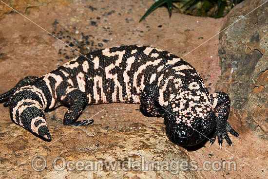 Reticulate Gila Monster (Heloderma suspectum). One of only two species of venomous Lizards in the world. United States of America. Vulnerable species. Photo - Gary Bell Reticulate Gila Monster (Heloderma suspectum). One of only two species of venomous Lizards in the world. United States of America. Vulnerable species. Photo - Gary Bell
