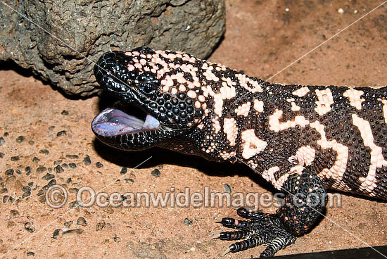 Reticulate Gila Monster (Heloderma suspectum) - with mouth open. One of only two species of venomous Lizards in the world. United States of America. Vulnerable species. Photo - Gary Bell Reticulate Gila Monster (Heloderma suspectum) - with mouth open. One of only two species of venomous Lizards in the world. United States of America. Vulnerable species. Photo - Gary Bell