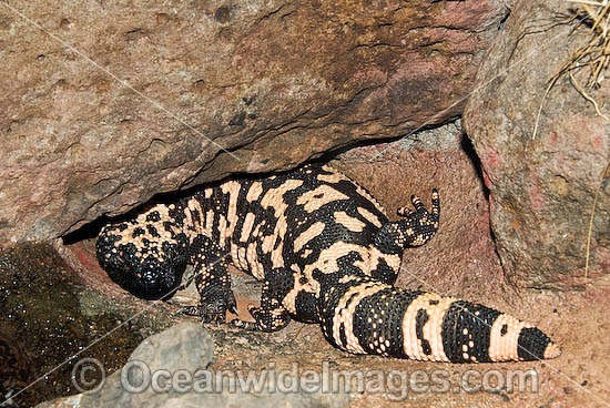 Reticulate Gila Monster (Heloderma suspectum). One of only two species of venomous Lizards in the world. United States of America. Vulnerable species. Photo - Gary Bell