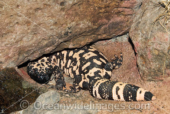 Reticulate Gila Monster (Heloderma suspectum). One of only two species of venomous Lizards in the world. United States of America. Vulnerable species. Photo - Gary Bell Reticulate Gila Monster (Heloderma suspectum). One of only two species of venomous Lizards in the world. United States of America. Vulnerable species. Photo - Gary Bell