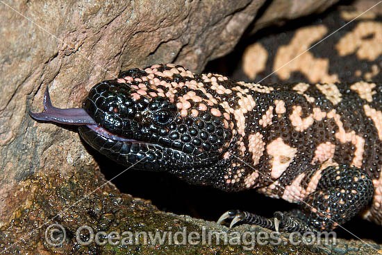 Reticulate Gila Monster (Heloderma suspectum) - with forked tongue extending from mouth. One of only two species of venomous Lizards in the world. United States of America. Vulnerable species. Photo - Gary Bell